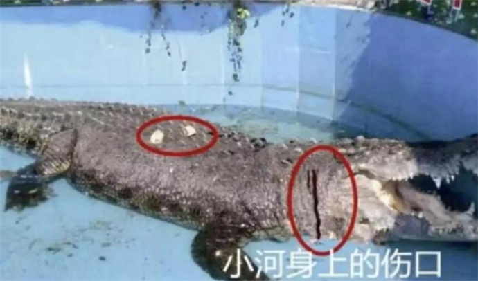 游客砸伤亚洲鳄鱼