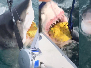 钓鱼钓到大白鲨 鲨鱼“网开一面”没有吃掉他们