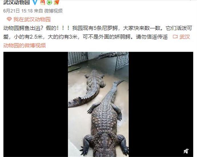 武汉动物园辟谣鳄鱼是动物园言论